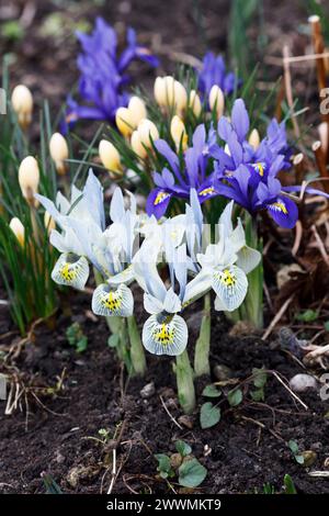 Iris reticulata 'Katharine Hodgkin', iris reticulata bleu foncé et crocus en fleur. Banque D'Images