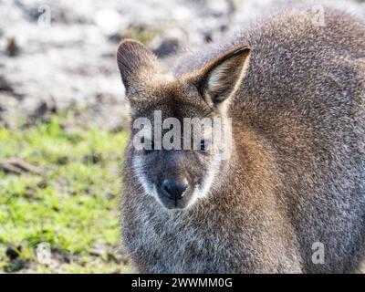 Portrait de tête d'un wallaby simple wallaby kangourou gros plan devant une paroi rocheuse Banque D'Images