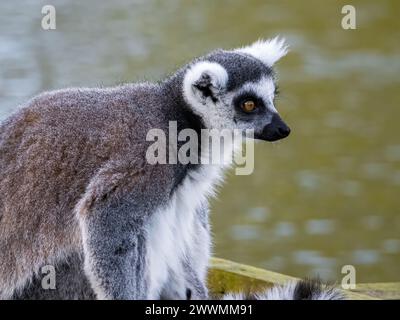Célèbre lémurien Madagascar Maki, lémurien à queue annulaire. Photographie animalière. Fond de rivière qui coule. Couleur noir et blanc avec les yeux orange Banque D'Images