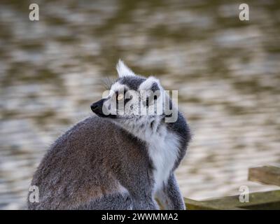 Célèbre lémurien Madagascar Maki, lémurien à queue annulaire. Photographie animalière. Fond de rivière qui coule. Couleur noir et blanc avec les yeux orange Banque D'Images