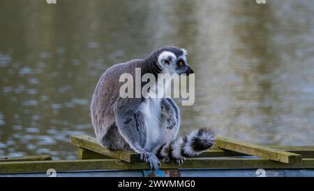 Célèbre lémurien Madagascar Maki, lémurien à queue annulaire. Photographie animalière. Fond de rivière qui coule. Couleur noir et blanc avec les yeux orange Banque D'Images