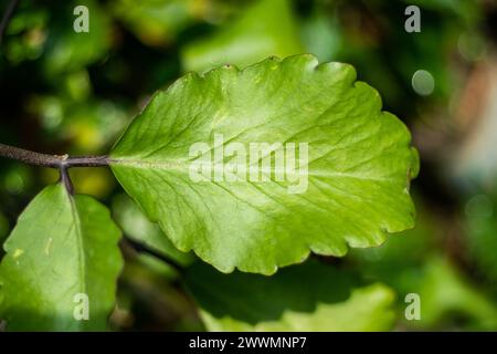 Bryophyllum pinnatum ou Kalanchoe pinnata, communément connu sous le nom de cloches de cathédrale, pathor kuchi, plante de l'air, et plante de vie, feuille miracle. Les plantes qui w Banque D'Images