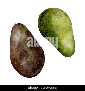 Ensemble d'avocat mûr aquarelle. Illustration dessinée à la main sur fond isolé. Clipart botanique de fruits tropicaux pour la conception d'emballages alimentaires Banque D'Images