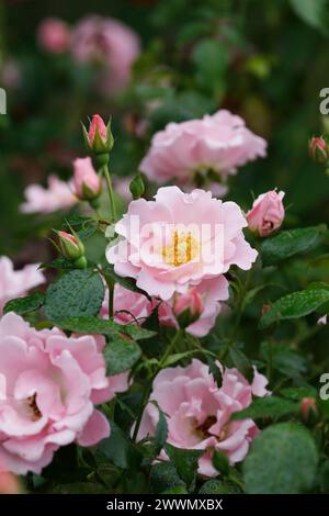 Rose arbuste rose pâle en fleur Banque D'Images