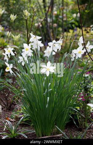 Narcissi dans un jardin boisé Banque D'Images