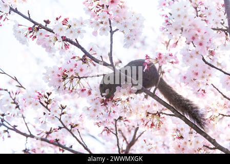 Un écureuil sur une branche entouré de belles fleurs de cerisier au printemps Banque D'Images