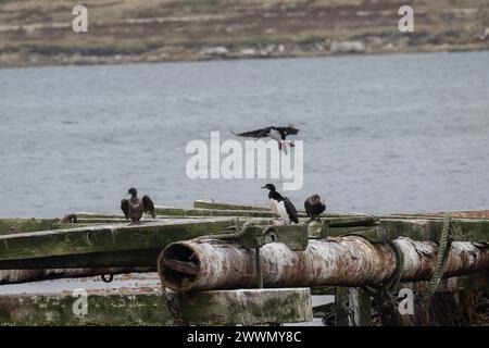 Shag Rock (Phalacrocorax magellanicus) adultes et oiseaux de faible maturité, assis sur une ancienne structure de jetée, Stanley, Malouines, janvier 2024 Banque D'Images