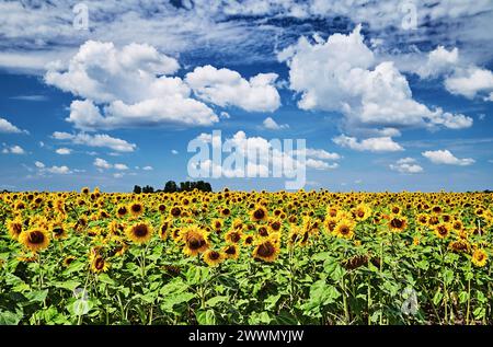 Champ de tournesols lumineux et ciel bleu Banque D'Images
