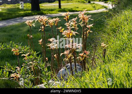 Pivoine de jardin sur un fond de pelouse verte et de ruelles Banque D'Images