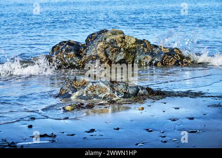 Deux grands rochers dans un bel océan bleu, avec de petites vagues éclaboussant contre les rochers couverts de bernacle. Banque D'Images