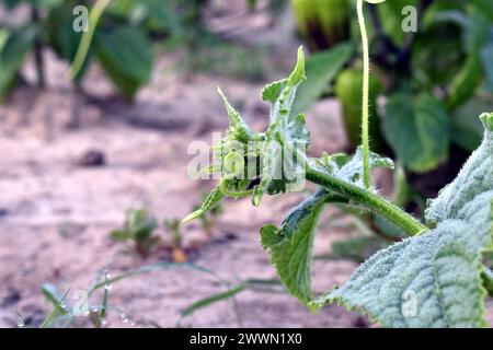 Une branche d'un buisson de concombre avec une moustache qui pousse dans un potager. Gros plan. Banque D'Images