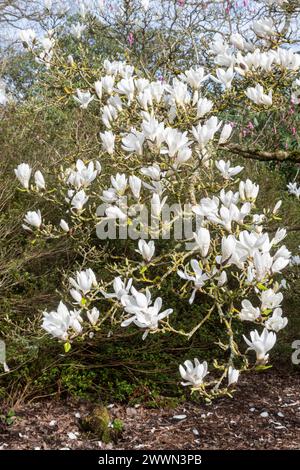 Magnolia × soulangeana 'Suishoren', un magnolia avec des fleurs blanches en mars ou au printemps au Savill Garden, Surrey Berkshire frontière Angleterre Royaume-Uni Banque D'Images