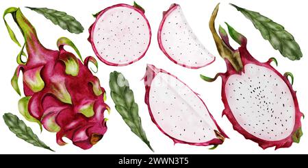 Fruit du dragon isolé. Aquarelle grand ensemble avec pitaya entier, segments et feuilles. Fruits exotiques mûrs de Thaïlande pour la conception de menus pour tropical Banque D'Images