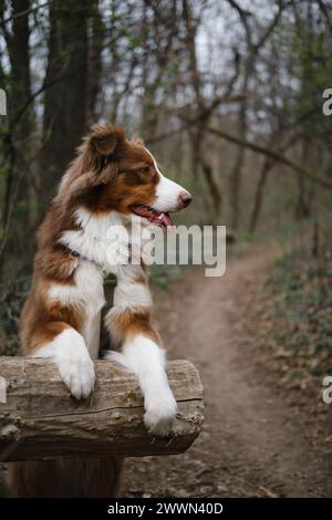 Un chien brun moelleux heureux marche dans la forêt de printemps et pose avec les pattes avant sur un arbre tombé. Charmant berger australien tricolore rouge lors d'une promenade Banque D'Images