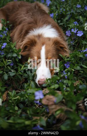 Un chien brun se trouve dans la forêt en clairière parmi les fleurs bleues de printemps pervenche sauvage. Berger australien avec les yeux tristes sur la promenade dans le parc, portrait en gros plan Banque D'Images