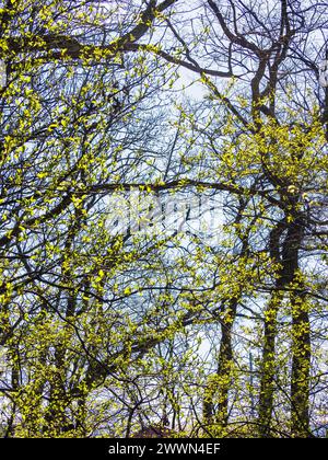 La canopée d'une forêt suédoise grouille de vie tandis que des feuilles vertes fraîches bourgeonnent sur les branches, signalant l'arrivée du printemps. Filtre la lumière du soleil à travers th Banque D'Images