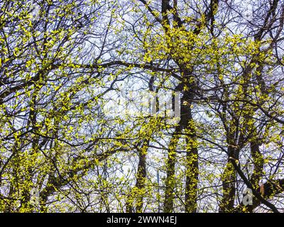 La canopée d'une forêt suédoise grouille de vie tandis que des feuilles vertes fraîches bourgeonnent sur les branches, signalant l'arrivée du printemps. Filtre la lumière du soleil à travers th Banque D'Images