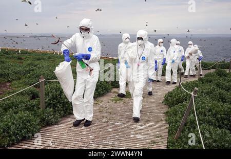 Photo du dossier datée du 20/07/22 de l’équipe de rangers du National Trust défrichant les oiseaux décédés de l’île Staple, un des membres du groupe extérieur des îles Farne, au large de la côte du Northumberland. Les observateurs de la faune pourront observer de plus près la colonie d’oiseaux de mer d’importance internationale sur les îles Farne, au large de la côte du Northumberland, où 200 000 oiseaux de mer habitent. Les visiteurs ont été empêchés de débarquer depuis deux ans après une épidémie de grippe aviaire qui a tué au moins 6 000 oiseaux en 2022 et environ 3 650 l'an dernier. Date d'émission : lundi 25 mars 2024. Banque D'Images