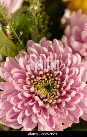 Gros plan ou macro photographie d'un chrysanthème rose à partir d'un bouquet de fleurs, y compris un feuillage décoratif limité en format portrait Banque D'Images