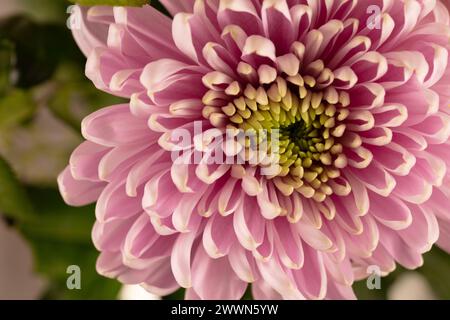 Macro gros plan image photographique au format paysage d'une fleur de chrysanthème rose pâle et d'un feuillage avec mise au point sélective pour l'art, le style de vie, les cartes Banque D'Images