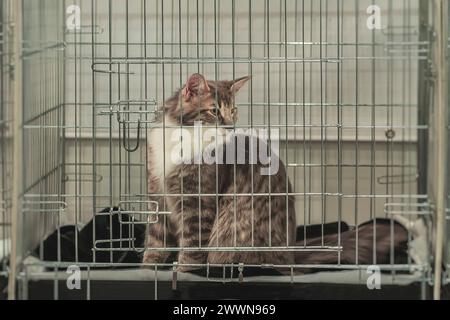 Chat moelleux solitaire dans la cage d'abri avec le propriétaire d'attente de regard triste, regarde les visiteurs Banque D'Images