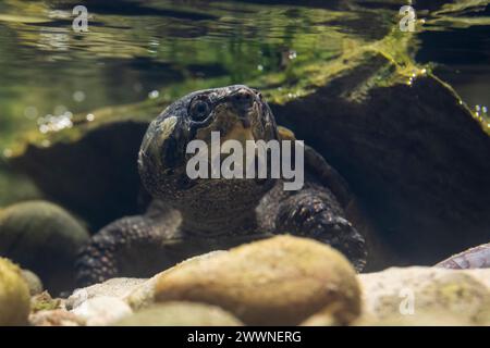 Londres, Royaume-Uni. 25 mars 2024. Tortue à grosse tête (Platysternon megacephalum) en avant-première de la nouvelle expérience vie secrète des reptiles et des amphibiens au zoo de Londres, avant son ouverture au public le vendredi 29 mars. Credit : Stephen Chung / Alamy Live News Banque D'Images