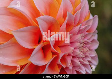 Gros plan, coloré détail d'une fleur de Dahlia aux couleurs vives montrant pétale, motif d'une vue latérale. Banque D'Images