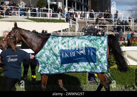 Ascot, Berkshire, Royaume-Uni. 24 mars 2024. Horse Martator (n°4) monté par le jockey Charlie Deutsch remporte le LK Bennett handicap Steeple Chase au Spring Family Raceday à Ascot Racecourse. Propriétaire Camillia Norton, entraîneuse Venetia Williams, Hereford, commanditaire Faucets Limited. Crédit : Maureen McLean/Alamy Live News Banque D'Images