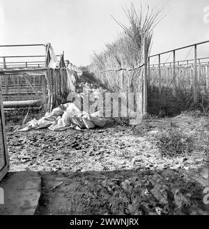 Locaux désordonnés d'une coopérative agricole d'État (C.A.P.) en Roumanie communiste, dans les années 1970 Banque D'Images