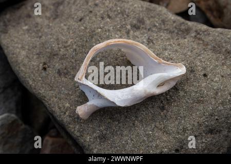 Conque d'escargot de mer brisé blanc, trouvé sur la plage dans le nord de l'Islande. Pierre en arrière-plan. Région de Westfjords, Isafjordur, Islande. Banque D'Images