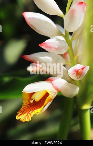 vue rapprochée de belles fleurs de badi elaichi ou cardamome noir (amomum subulatum), utilisées comme plante médicinale et épices Banque D'Images