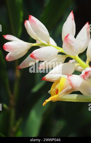 vue rapprochée de belles fleurs de badi elaichi ou cardamome noir (amomum subulatum), utilisées comme plante médicinale et épices Banque D'Images