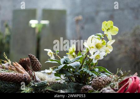 Christrose Helleborus Niger in Blüte zwischen Gestecken auf einem Grab, im Hintergrund ein Kreuz im Grabstein, Friedhof Riesa, Sachsen, Deutschland ** Banque D'Images