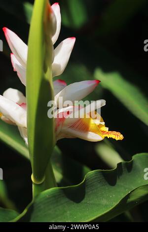 vue rapprochée de belles fleurs de badi elaichi ou cardamome noir (amomum subulatum), utilisées comme plante médicinale et épices Banque D'Images