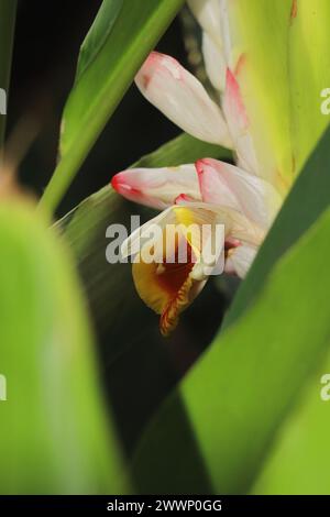 vue rapprochée de belles fleurs de badi elaichi ou cardamome noir (amomum subulatum), utilisées comme plante médicinale et épices Banque D'Images