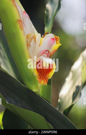 vue rapprochée de belles fleurs de badi elaichi ou cardamome noir (amomum subulatum), utilisées comme plante médicinale et épices Banque D'Images