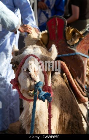 Festival international des nomades M'hamid El Ghizlane , Maroc Banque D'Images