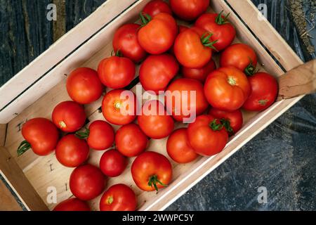 Tomates fraîches dans une boîte en bois au magasin d'alimentation. Légumes de tomate au marché fermier pour une alimentation saine Banque D'Images