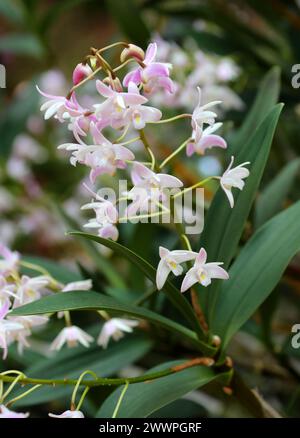 Orchidée, Dendrobium delicatum, Dendrobiinae, Orchidaceae. Dendrobium est un genre d'orchidées principalement épiphytes et lithophytes. Banque D'Images