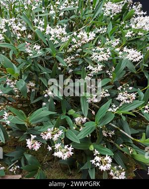 Orchidée, Dendrobium delicatum, Dendrobiinae, Orchidaceae. Dendrobium est un genre d'orchidées principalement épiphytes et lithophytes. Banque D'Images