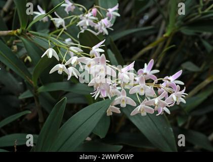 Orchidée, Dendrobium delicatum, Dendrobiinae, Orchidaceae. Dendrobium est un genre d'orchidées principalement épiphytes et lithophytes. Banque D'Images