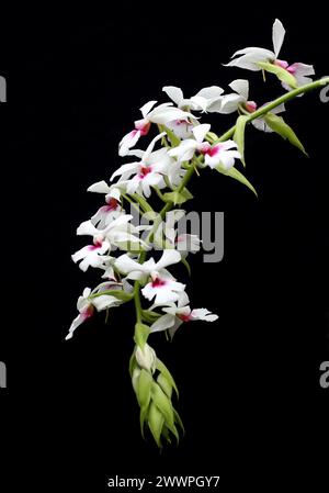 Orchidée, Calanthe vestita, Epidendroideae, Orchidaceae. Calanthe vestita est une espèce d'orchidée. Il est répandu dans une grande partie de l'Asie du Sud-est. Banque D'Images
