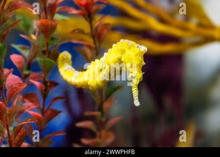 Hippocampe à museau long d'Australie occidentale, hippocampe elongatus, ou subelongatus, adulte mature en jaune. Banque D'Images