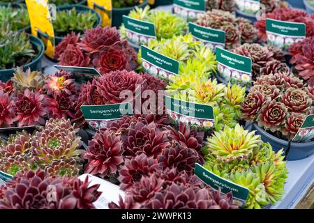 Image macro de plantes succulentes de Sempervivum, également connues sous le nom de houseleeks, dans un affichage de centre de jardin avec étiquettes de plantes montrant Banque D'Images