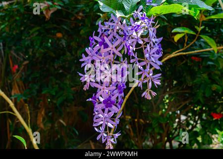 Bouquet de fleurs de couronnes violettes florissantes ou fleurs de vigne de papier de sable dans la vigne. Banque D'Images