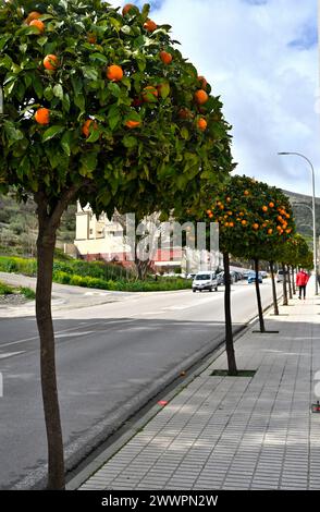 Oranger taillé comme topiaire et utilisé comme aménagement paysager de rue avec forme traditionnelle de sucette, Loja, Grenade, sud de l'Espagne Banque D'Images