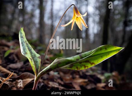 Lis de truite, Violet à dents de chien (Erythronium umbilicatum) - forêt nationale de Pisgah, Brevard, Caroline du Nord, États-Unis [faible profondeur de champ] Banque D'Images