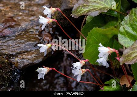 Oconee Bells (Shortia galacifolia) - Holmes Educational State Forest - Hendersonville, Caroline du Nord, USA Banque D'Images