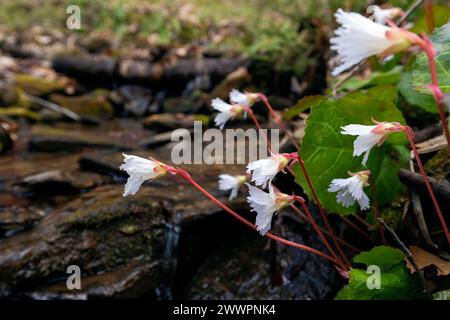 Oconee Bells (Shortia galacifolia) - Holmes Educational State Forest - Hendersonville, Caroline du Nord, USA Banque D'Images