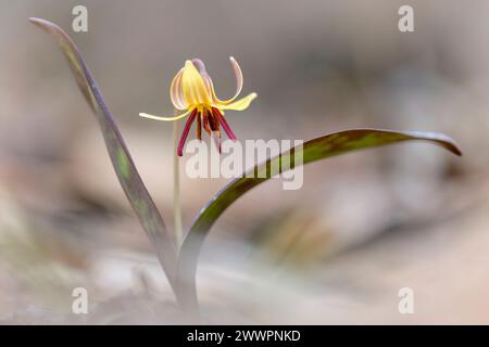 Truite Lily, Violet à dents de chien (Erythronium umbilicatum) - Holmes Educational State Forest - Hendersonville, Caroline du Nord, États-Unis [Shallow DOF] Banque D'Images